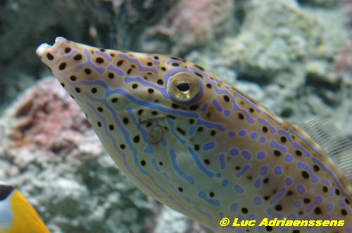Aquatopia 10