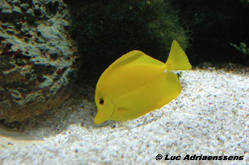 Aquatopia 14