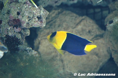 Aquatopia 15