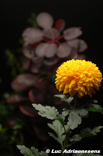 Bloemen 2 01