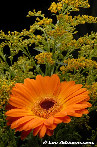 Bloemen 2 02