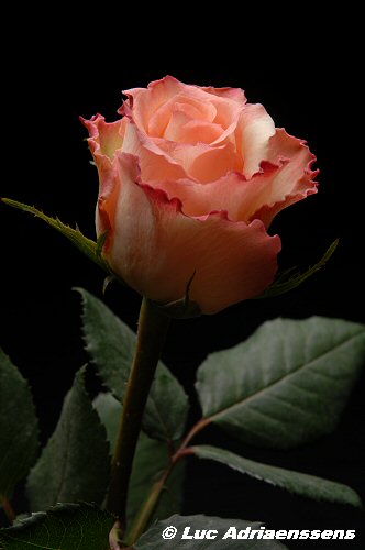 Bloemen 2 03