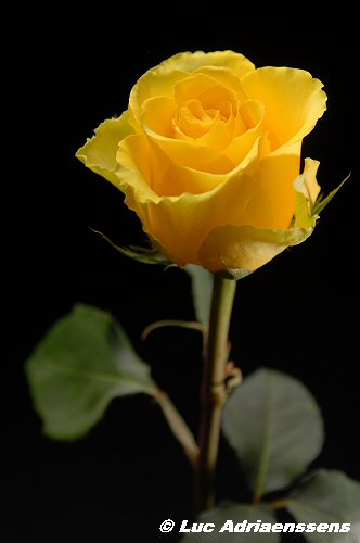 Bloemen 2 04