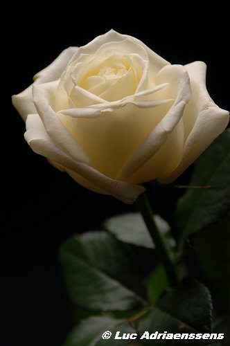 Bloemen 2 05