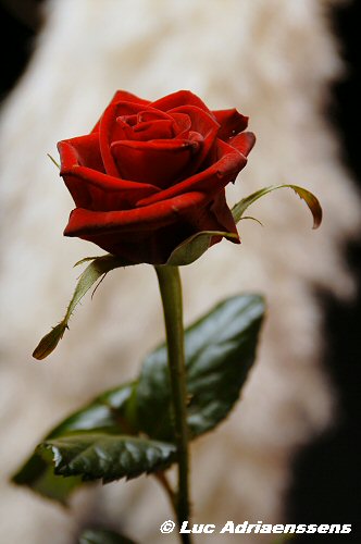 Bloemen 2 07