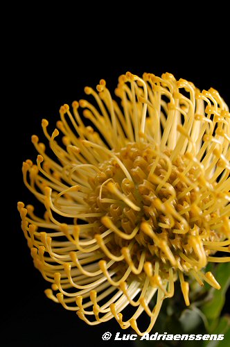 Bloemen 2 08