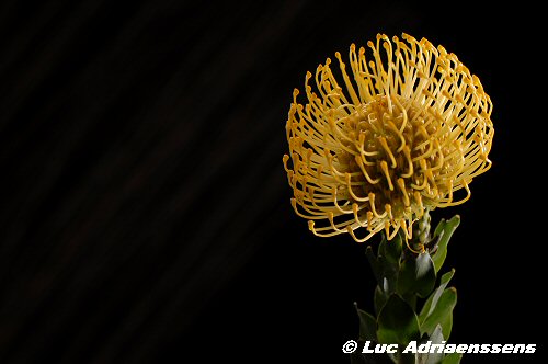 Bloemen 2 09