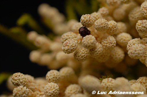 Bloemen 2 10