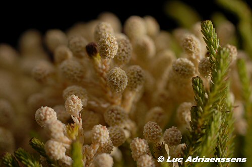 Bloemen 2 12