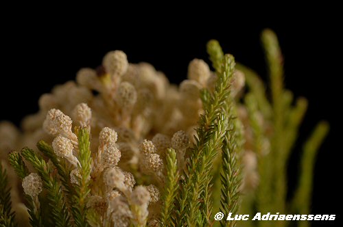 Bloemen 2 13