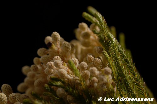 Bloemen 2 14