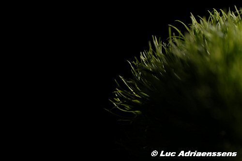 Bloemen 2 15
