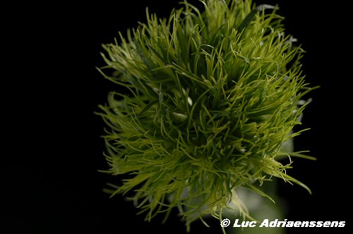 Bloemen 2 16