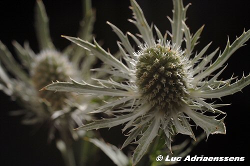 Bloemen 2 17