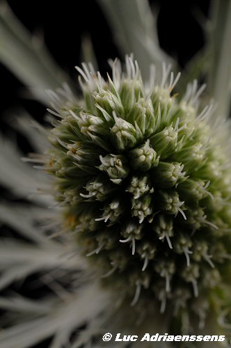 Bloemen 2 18