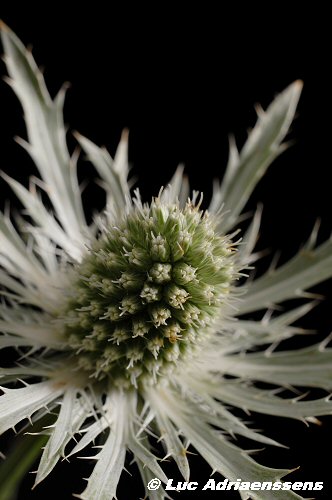 Bloemen 2 19