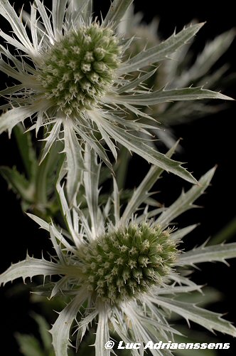 Bloemen 2 20