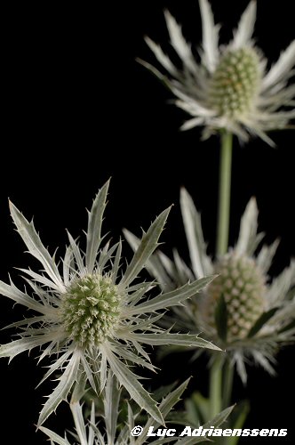 Bloemen 2 21