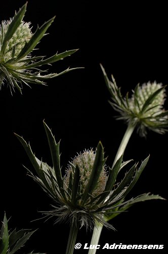 Bloemen 2 23
