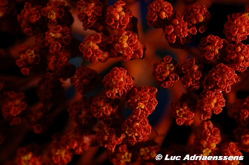 Bloemen 2 24