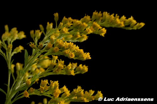 Bloemen 2 25