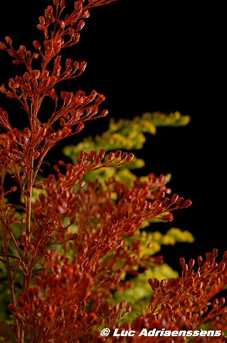 Bloemen 2 27
