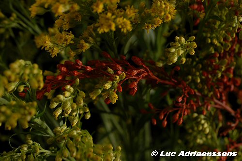 Bloemen 2 28