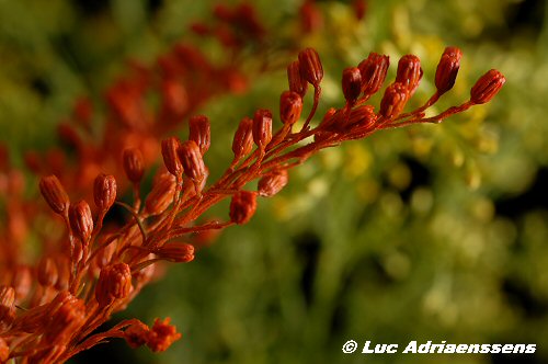 Bloemen 2 29