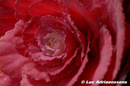 Bloemen 2 30