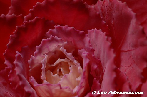 Bloemen 2 31
