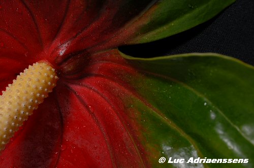 Bloemen 2 34