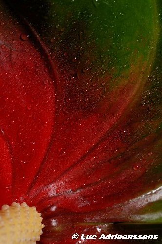 Bloemen 2 36