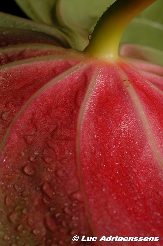 Bloemen 2 37