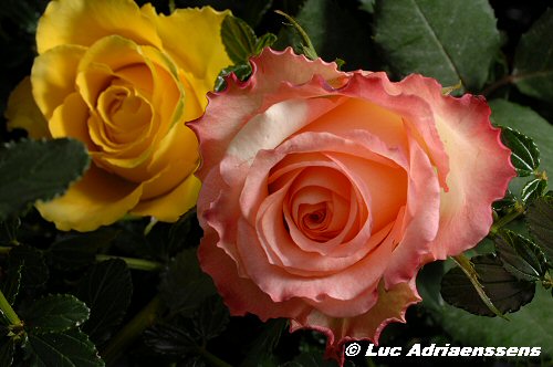 Bloemen 2 38