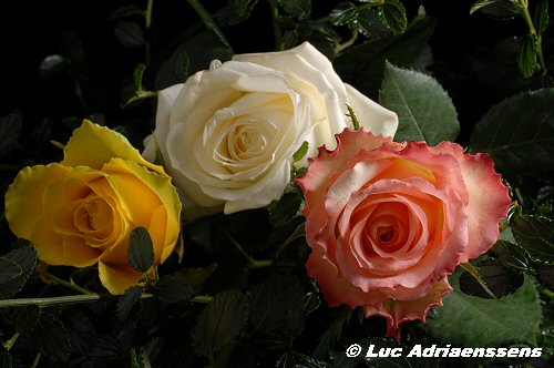 Bloemen 2 39