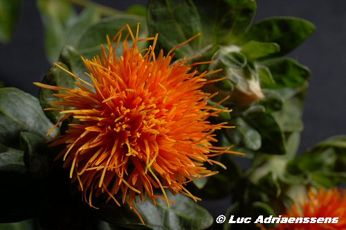 Bloemen 2 40