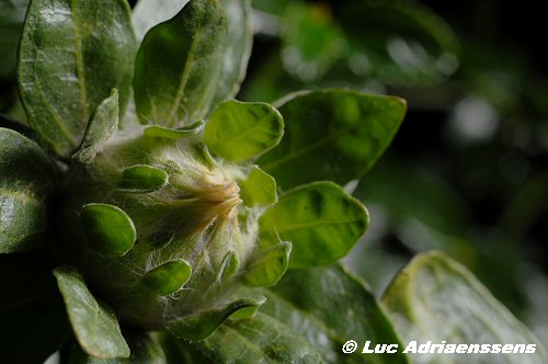 Bloemen 2 41