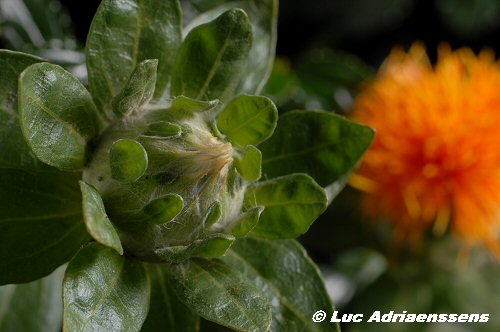 Bloemen 2 42
