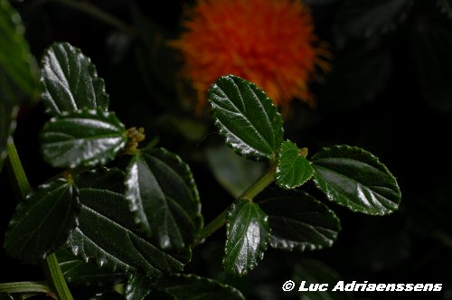 Bloemen 2 44
