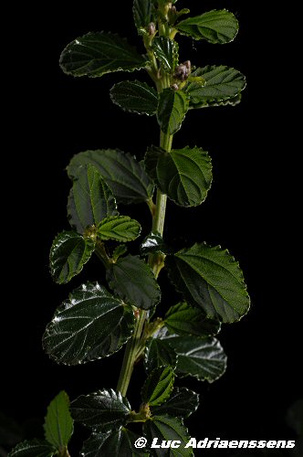 Bloemen 2 45
