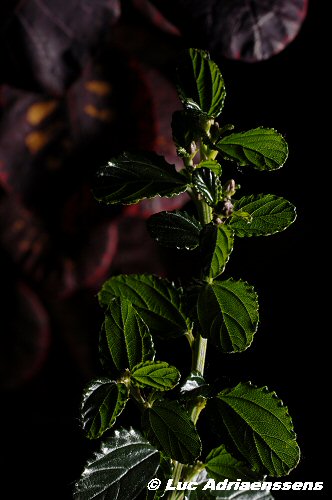 Bloemen 2 46