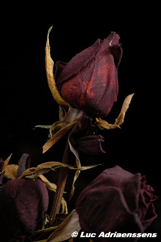Bloemen 2 47