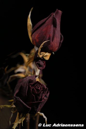 Bloemen 2 48