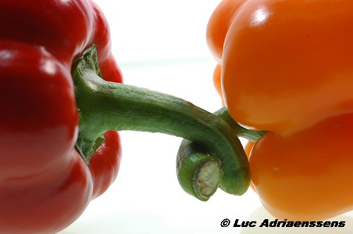 Groente & Fruit 12
