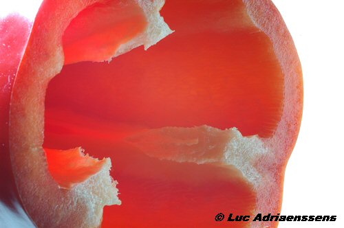 Groente & Fruit 29