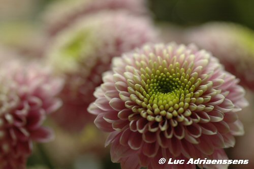 Meise 04