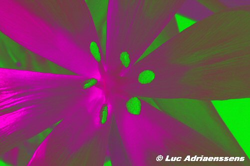 Tulpen 01