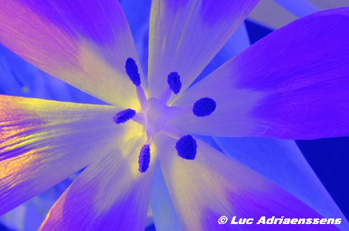 Tulpen 02