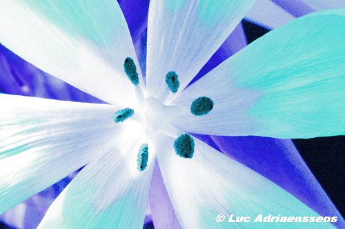 Tulpen 03