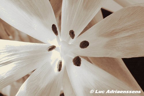 Tulpen 04